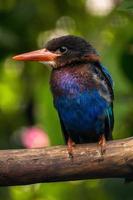 il javan martin pescatore halcyon cianoventri, A volte chiamato il blu panciuto martin pescatore o Giava martin pescatore foto