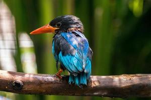 il javan martin pescatore halcyon cianoventri, A volte chiamato il blu panciuto martin pescatore o Giava martin pescatore foto