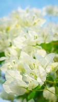 bellissimo bouganville, bianca bouganville fiori, bianca fiori Guarda piace carta, selettivo punto, uso sfondo, foto