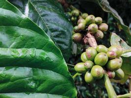 alcuni caffè fagioli sospeso su un' ramo tra il verde foglie, nel il caffè giardino foto