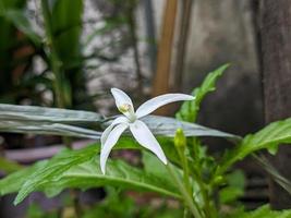 un' vicino su di bianca ippobroma longiflora fiore foto