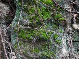 un vecchio parete quello è danneggiato, fragile, muschioso e coperto di vegetazione con selvaggio radici foto