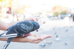 Piccione mangiare a partire dal donna mano su il parco, alimentazione piccioni nel il parco a il giorno tempo foto