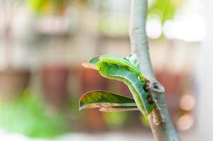 bruco verme mangiare le foglie natura a il giardino foto