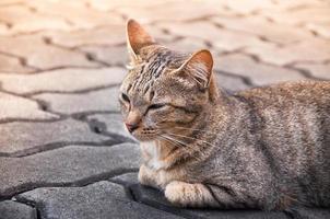 assonnato soriano gatto su il pavimento ,marrone carino gatto, gatto dire bugie, giocoso gatto rilassante vacanza, verticale formato, selettivo messa a fuoco foto
