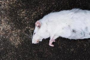 morto bianca ratti su pavimento, il morto ratto su un' strada foto