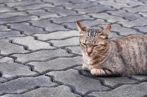 assonnato soriano gatto su il pavimento ,marrone carino gatto, gatto dire bugie, giocoso gatto rilassante vacanza, verticale formato, selettivo messa a fuoco foto