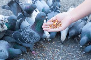 Piccione mangiare a partire dal donna mano su il parco, alimentazione piccioni nel il parco a il giorno tempo foto