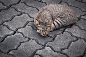 assonnato soriano gatto su il pavimento ,marrone carino gatto, gatto dire bugie, giocoso gatto rilassante vacanza, verticale formato, selettivo messa a fuoco foto