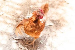 madre gallina pollo su un' azienda agricola nel natura foto