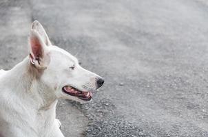 ritratto di bianca carino cane dire bugie su il terra foto