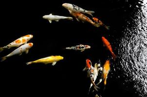 koi nuoto nel un' acqua giardino, colorato koi pesce, dettaglio di colorato giapponese carpa pesce nuoto nel stagno foto