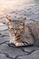 assonnato soriano gatto su il pavimento ,marrone carino gatto, gatto dire bugie, giocoso gatto rilassante vacanza, verticale formato, selettivo messa a fuoco foto