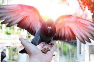 Piccione mangiare a partire dal mano su il parco, alimentazione piccioni nel il parco a il giorno tempo foto