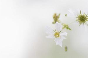 vicino su di bianca fiore su bianca sfondo foto