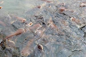 gruppo di dente aguzzo pesce gatto nel Tailandia foto