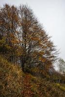 2022 10 23 durlo autunno albero foto