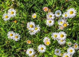 margherita bianca del giardino in una priorità bassa floreale di estate. leucanthemum vulgare. camomilla in fiore e concetto di giardinaggio in una bellissima scena naturale con margherite in fiore foto