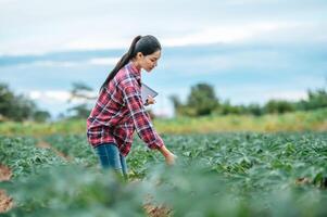 asiatico giovane femmina contadino con un' tavoletta nel sua mani esamina il verde campo. moderno tecnologie nel agricoltura gestione e agribusiness concetto. foto