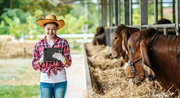 asiatico giovane contadino donna con tavoletta pc computer e mucche nel stalla su latteria azienda agricola. agricoltura industria, agricoltura, le persone, tecnologia e animale allevamento concetto. foto