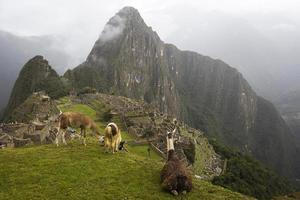 lama a machu picchu in perù foto