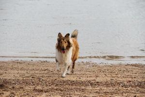 cucciolo collie su il spiaggia animale domestico amichevole foto