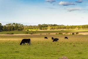 mucche pascolo nel il verde argentino campagna foto