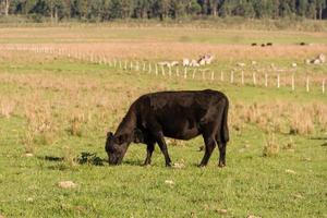 mucche pascolo nel il verde argentino campagna foto