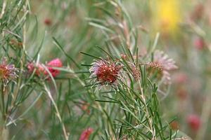 alto erba e fiori nel un' foresta radura. foto