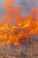 arancia fuoco e Fumo ardente erba nel agricoltura campo. avvicinamento Visualizza naturale wildfire sfondo foto