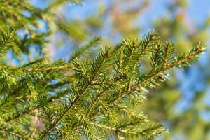 naturale sempreverde rami con aghi di natale albero nel pino foresta. avvicinamento Visualizza di abete rami pronto per festivo decorazione per contento nuovo anno foto