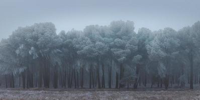 una pineta ghiacciata una mattina d'inverno in castiglia foto