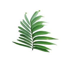 foglia verde di una palma isolata su uno sfondo bianco