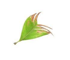 foglia verde di una palma isolata su uno sfondo bianco foto