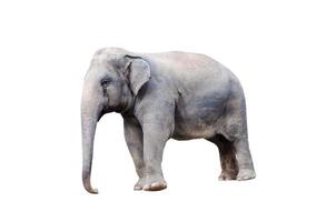 elefante su uno sfondo bianco foto