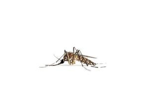 Close up di una zanzara isolata su uno sfondo bianco foto