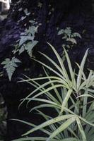 pianta ornamentale in giardino foto