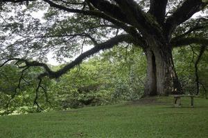 albero verde nel campo estivo foto