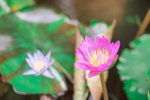 fiore di loto viola con polline giallo