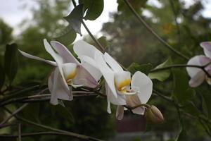 selettivo messa a fuoco phalaenopsis sp., comunemente conosciuto come il Luna orchidea o falena orchidea nel India e come anggrek bulan nel Indonesia foto