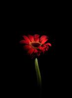 fiore di gerbera rosso su fondo nero foto