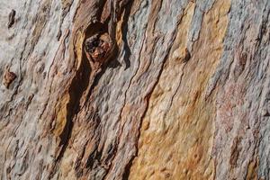 trama della corteccia di un vecchio albero di eucalipto foto