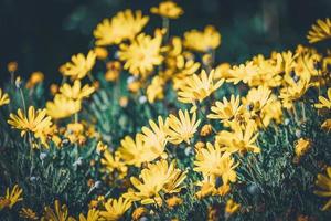 fiori e boccioli di margherite gialle foto