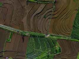 bellissimo mattina Visualizza Indonesia panorama paesaggio risaia i campi con bellezza colore e cielo naturale leggero foto