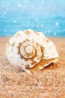 bianca conchiglia su sabbioso spiaggia indietro mare sfondo. viaggiare, riposo nel caldo Paesi. verticale. copia spazio foto