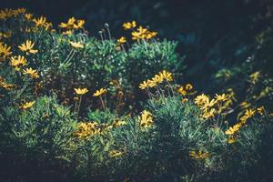 fiori e boccioli di margherite gialle foto