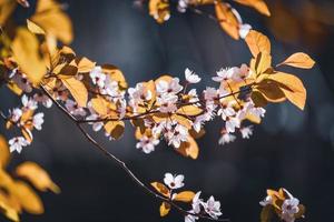 fiori di susino all'inizio della primavera foto