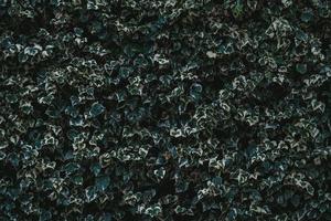 foglie sempreverdi di edera rampicante foto