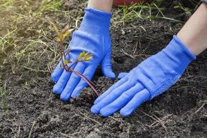 femmina mani nel guanti stampa il terra per il radici di un' peonia piantina. piantare fiori nel il giardino. giardinaggio concetto foto