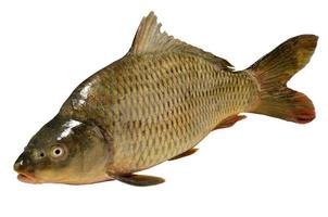cyprinus carpio pesce carpa